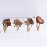 Pleurotus ostreatus　【Gray】