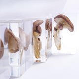 Pleurotus ostreatus　【Gray】