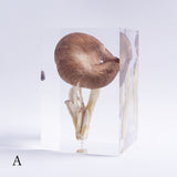 Pleurotus ostreatus　【Gray】