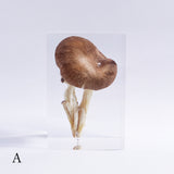 Pleurotus ostreatus　【Gray】