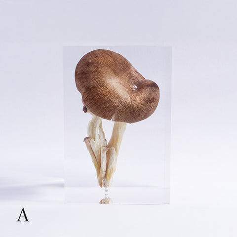 Pleurotus ostreatus　【Gray】