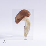 Pleurotus ostreatus　【Gray】