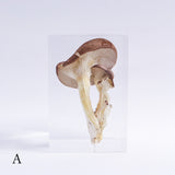 Pleurotus ostreatus　【Gray】