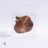 Pleurotus ostreatus　【Gray】