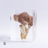 Pleurotus ostreatus　【Gray】