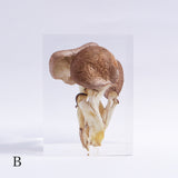 Pleurotus ostreatus　【Gray】