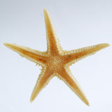 star fish（Astropecten genus）