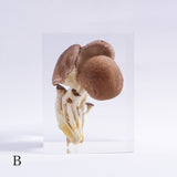Pleurotus ostreatus　【Gray】