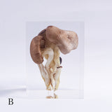 Pleurotus ostreatus　【Gray】