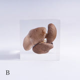 Pleurotus ostreatus　【Gray】