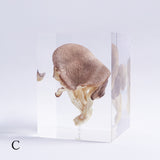 Pleurotus ostreatus　【Gray】