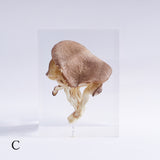 Pleurotus ostreatus　【Gray】