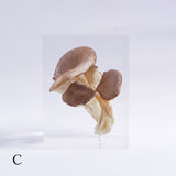 Pleurotus ostreatus　【Gray】