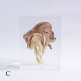 Pleurotus ostreatus　【Gray】