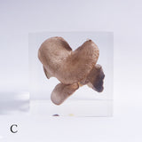 Pleurotus ostreatus　【Gray】