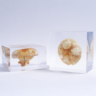 P. eryngii var. tuoliensis CJ. Mou