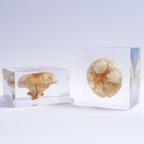 P. eryngii var. tuoliensis CJ. Mou