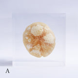 P. eryngii var. tuoliensis CJ. Mou