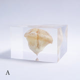 P. eryngii var. tuoliensis CJ. Mou