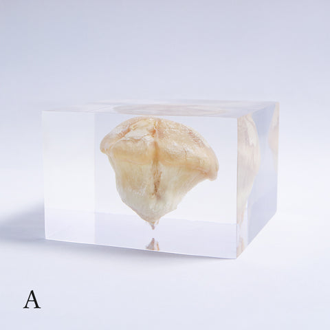 P. eryngii var. tuoliensis CJ. Mou