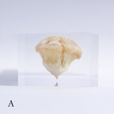 P. eryngii var. tuoliensis CJ. Mou