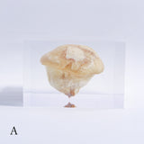 P. eryngii var. tuoliensis CJ. Mou