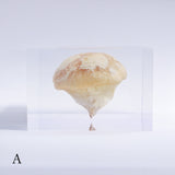 P. eryngii var. tuoliensis CJ. Mou