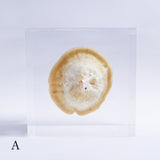 P. eryngii var. tuoliensis CJ. Mou