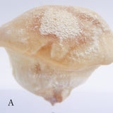 P. eryngii var. tuoliensis CJ. Mou
