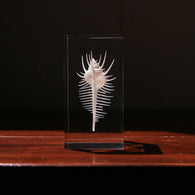 Murex pecten