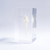 Murex pecten