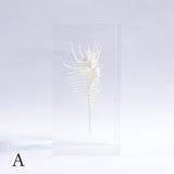 Murex pecten