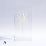 Murex pecten