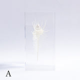 Murex pecten