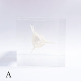 Murex pecten