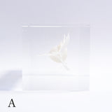 Murex pecten