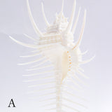 Murex pecten
