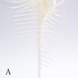 Murex pecten