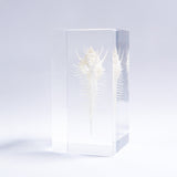 Murex pecten