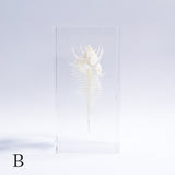 Murex pecten