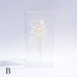 Murex pecten
