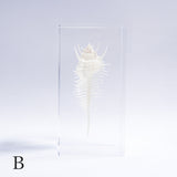 Murex pecten