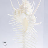 Murex pecten