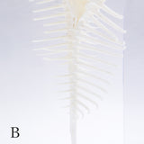 Murex pecten