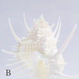 Murex pecten