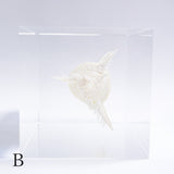 Murex pecten
