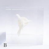 Murex pecten