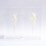 Murex pecten