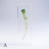 Dentalium elephantinum