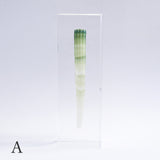 Dentalium elephantinum